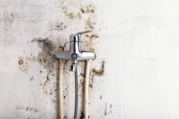 Best Commercial Mold Removal  in St Augustine South, FL