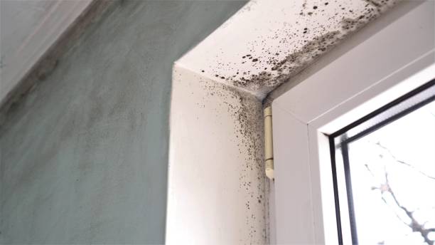 Best Same-Day Mold Removal  in St Augustine South, FL