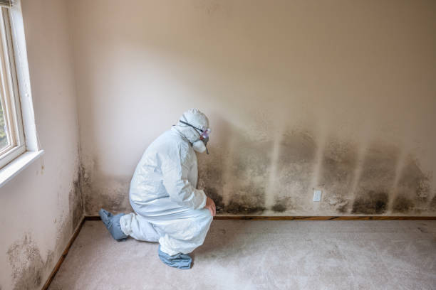 Best Fast Mold Removal  in St Augustine South, FL