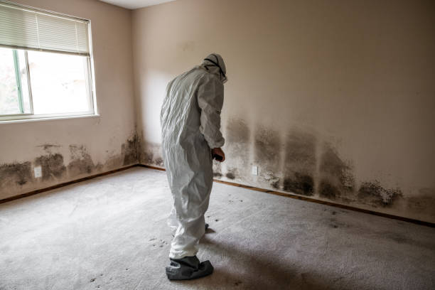 Best Mold Cleaning Services  in St Augustine South, FL