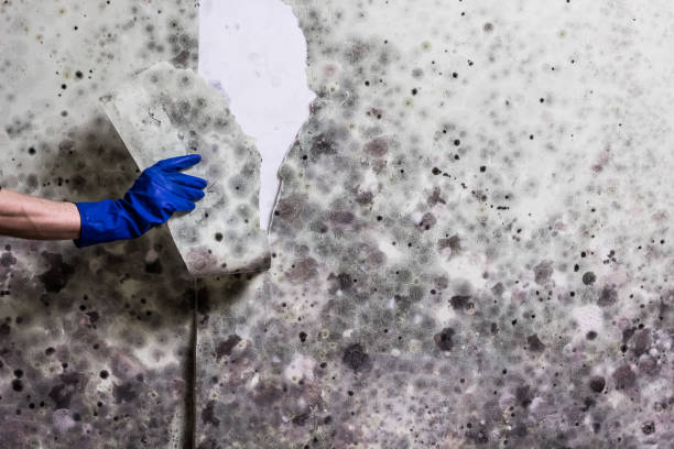 Best Professional Mold Removal  in St Augustine South, FL
