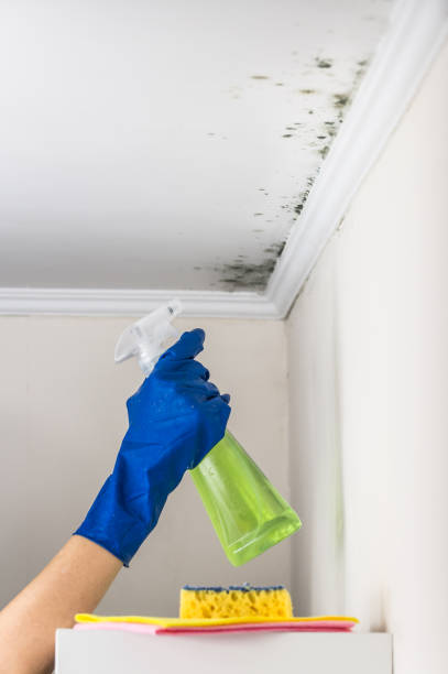 Best Toxic Mold Removal  in St Augustine South, FL