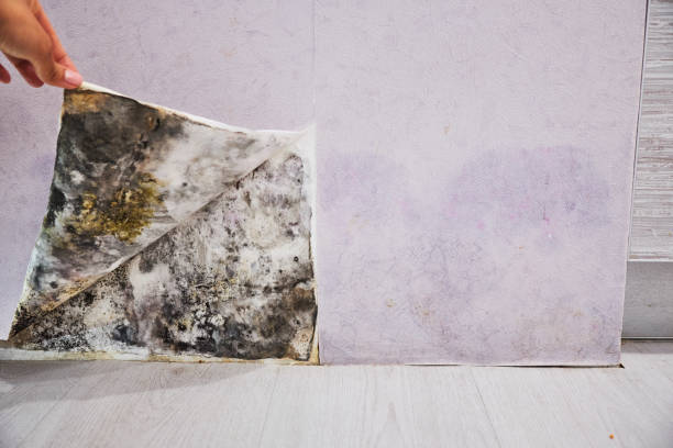 Best Mold Remediation  in St Augustine South, FL